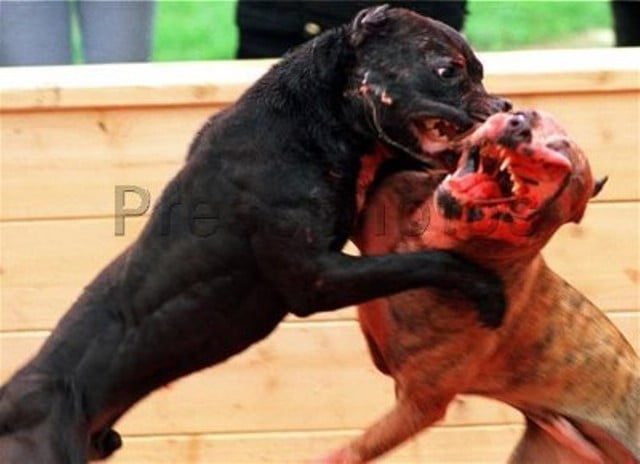 Perros asesinos